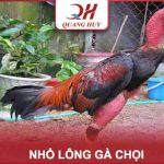 Cách Nhổ Lông Gà Chọi: Đẹp, An toàn, Đúng chuẩn nhất
