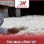 Thu mua lông Vịt, Gà giá cao: Nên tìm đến cơ sở nào?